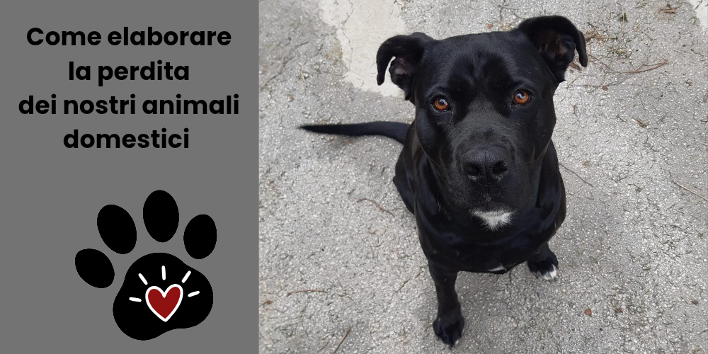 Lutto animale domestico